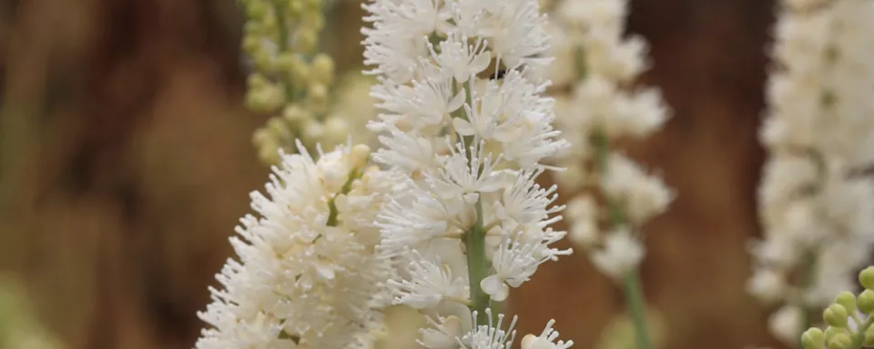 Afbeelding Actaea simplex ‘White Pearl’
