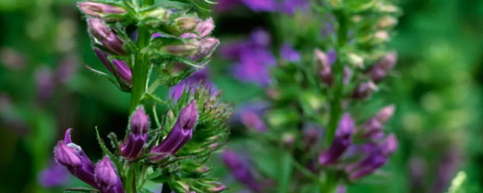 Afbeelding Lobelia x gerardii ‘Vedrariensis’