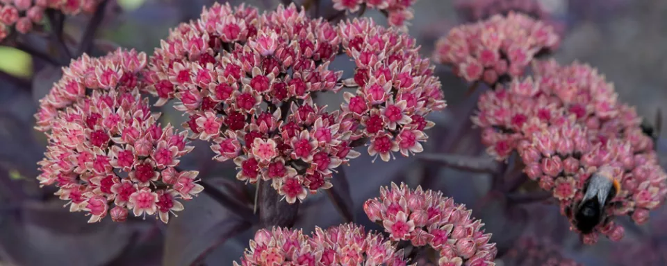 Afbeelding Sedum ‘Karfunkelstein’