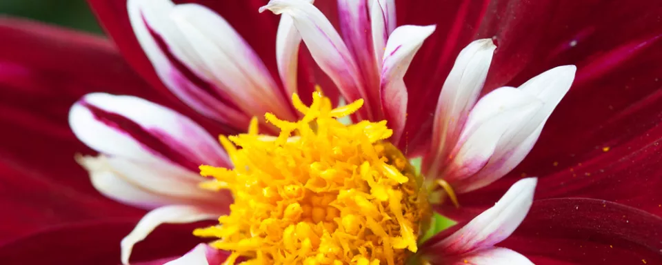 Afbeelding Dahlia ‘Night Butterfly’