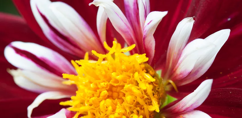 Dahlia ‘Night Butterfly’