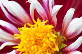 Dahlia ‘Night Butterfly’