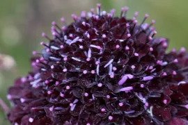Scabiosa atropurpurea ‘Ace of Spades’
