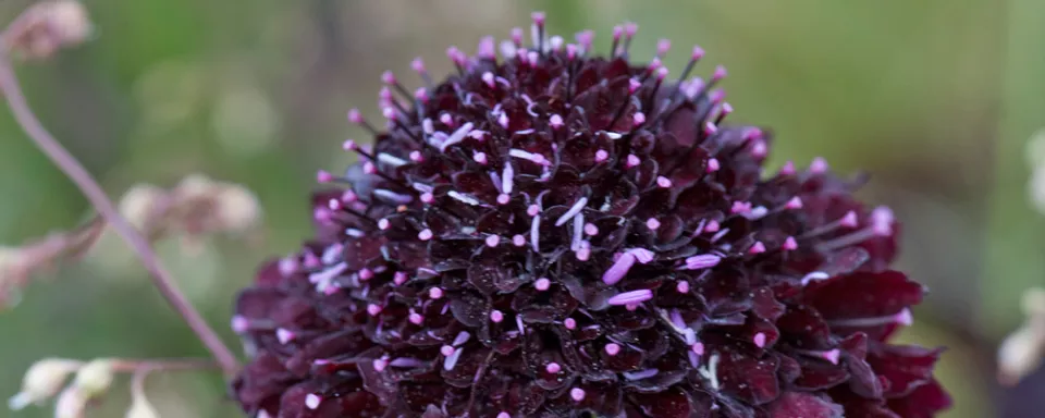 Afbeelding Scabiosa atropurpurea ‘Ace of Spades’