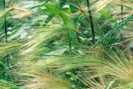 Hordeum jubatum
