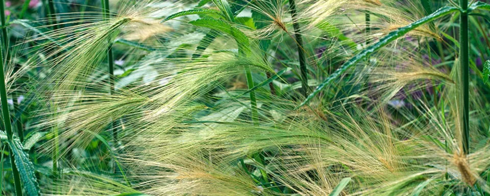 Afbeelding Hordeum jubatum