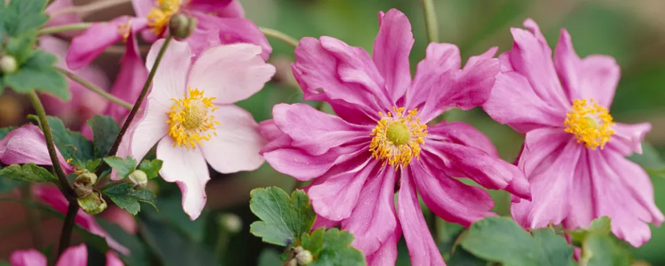 Afbeelding Anemone hupehensis ‘Prinz Heinrich’