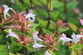 Abelia  x grandiflora ‘Francis Mason’