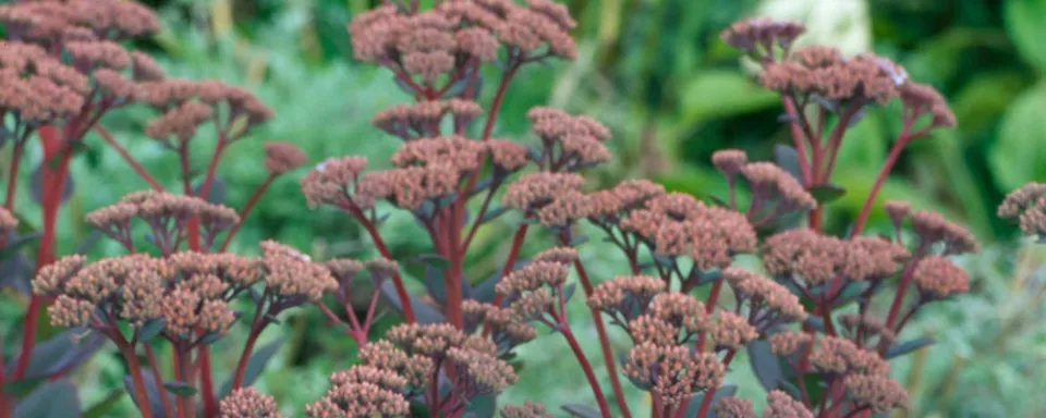Afbeelding Sedum ‘Matrona’