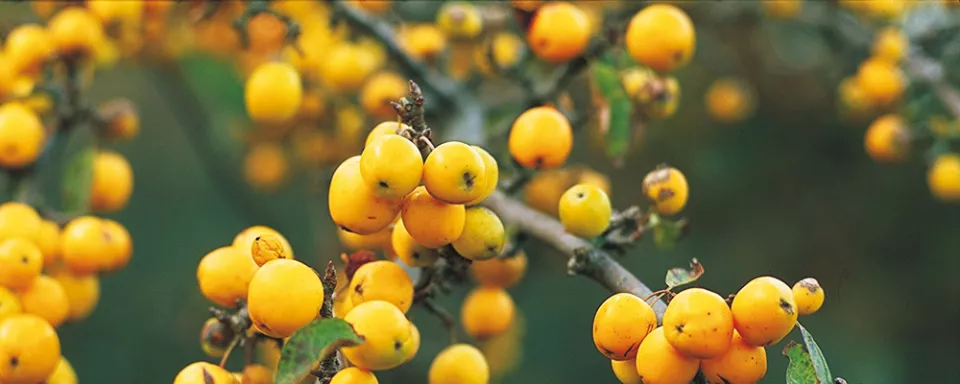 Afbeelding Malus ‘Golden Hornet’