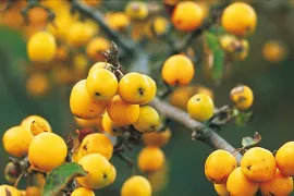 Malus ‘Golden Hornet’