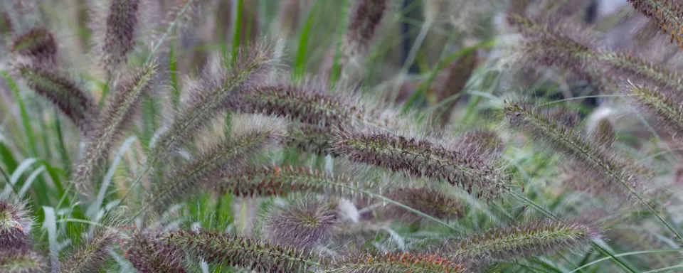 Afbeelding Pennisetum alopecuroides var. viridescens
