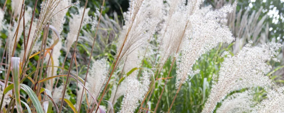 Afbeelding Miscanthus sinensis ‘Ghana’