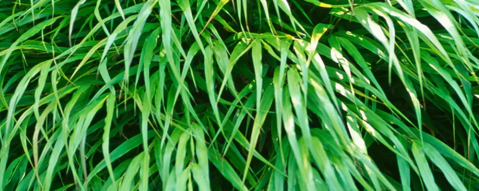 Afbeelding Hakonechloa macra