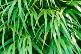 Hakonechloa macra