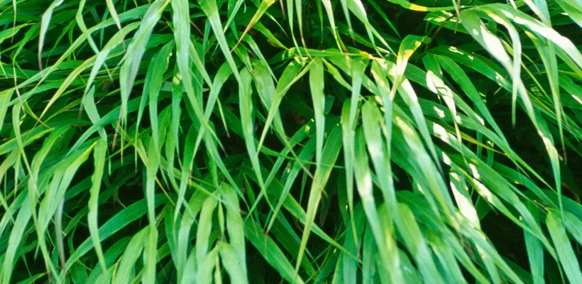 Hakonechloa macra