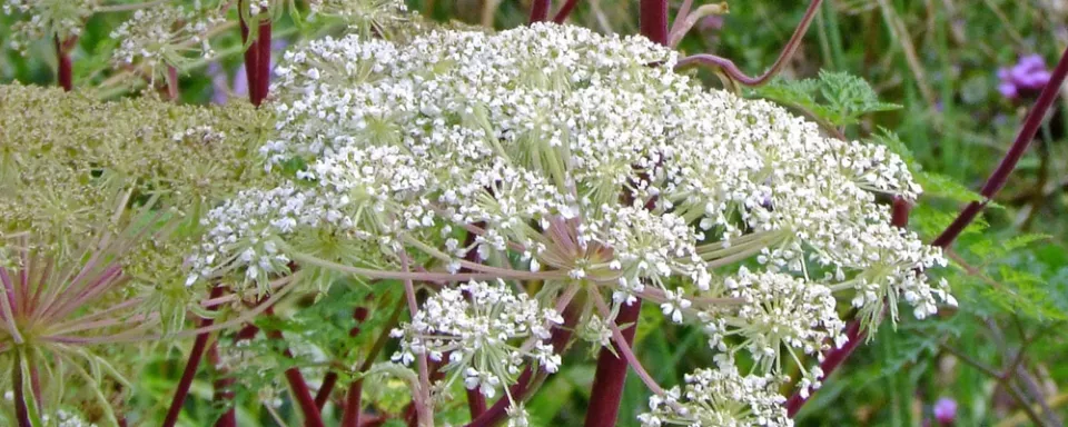 Afbeelding Selinum wallichianum