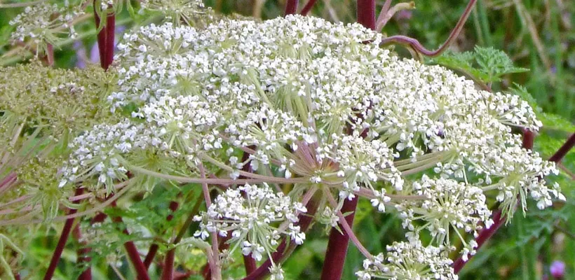 Selinum wallichianum