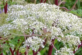 Selinum wallichianum