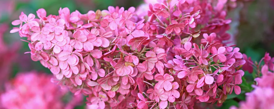 Afbeelding Hydrangea paniculata ‘Rensun’ (SUNDAE FRAISE)