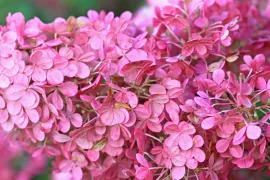 Hydrangea paniculata ‘Rensun’ (SUNDAE FRAISE)