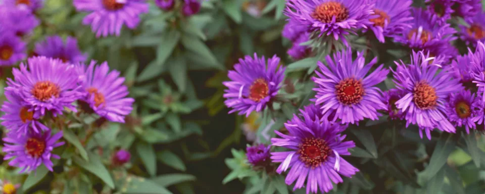 Afbeelding Aster novae-angliae ‘Purple Dome’
