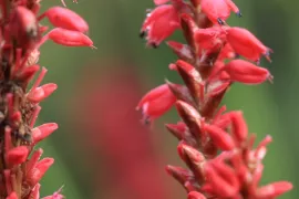 Persicaria amplexicaulis