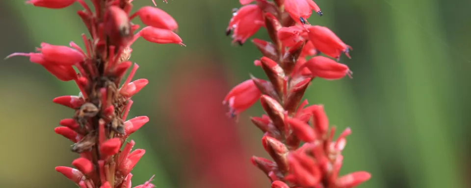 Afbeelding Persicaria amplexicaulis
