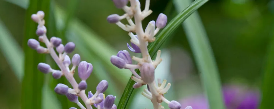 Afbeelding Liriope muscari