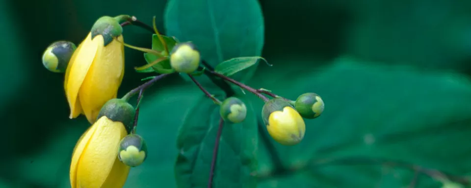 Afbeelding Kirengeshoma palmata
