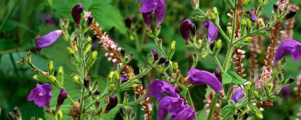 Afbeelding Strobilanthes atropurpureus