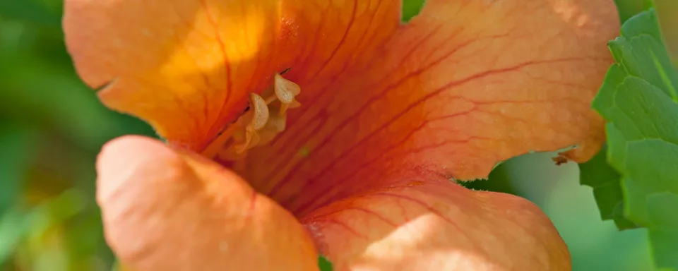 Afbeelding Campsis x tagliabuana ‘Indian Summer’