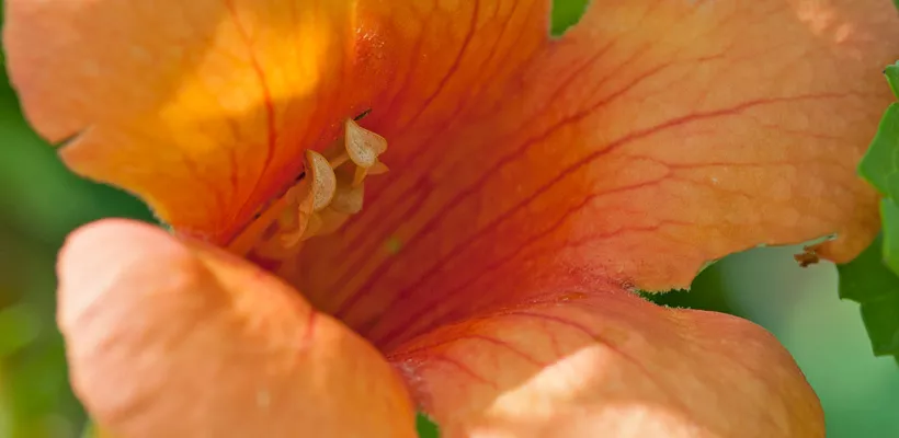 Campsis x tagliabuana ‘Indian Summer’
