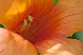 Campsis x tagliabuana ‘Indian Summer’