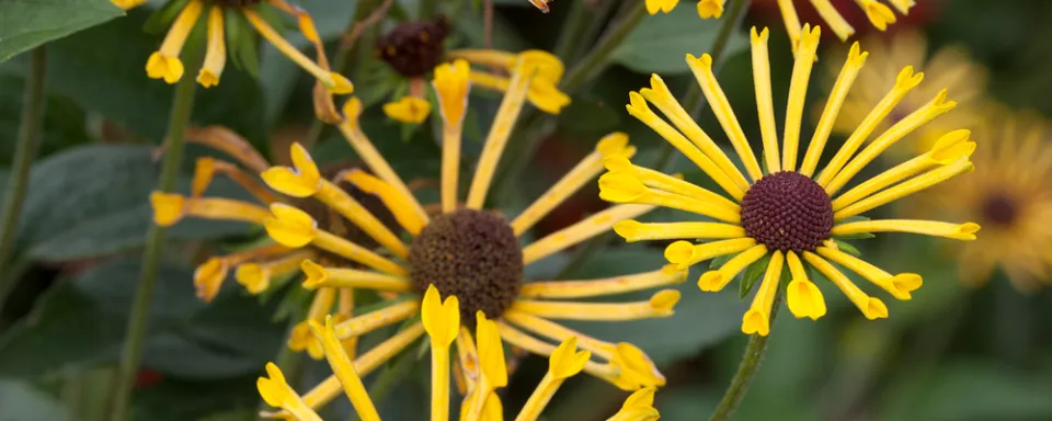 Afbeelding Rudbeckia submentosa ‘Henry Eilers’