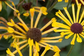 Rudbeckia submentosa ‘Henry Eilers’
