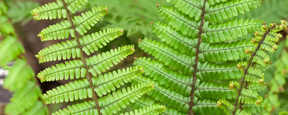 Afbeelding Dryopteris wallichiana