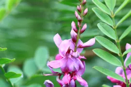 Indigofera heterantha