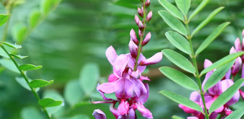 Indigofera heterantha