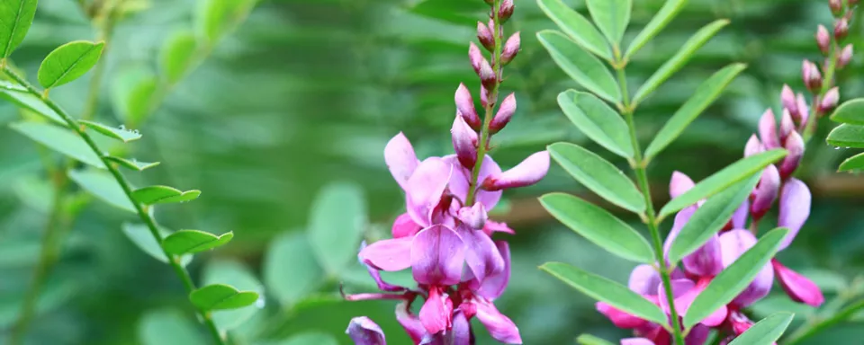 Afbeelding Indigofera heterantha
