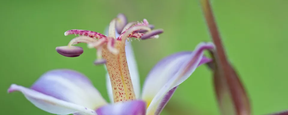 Afbeelding Tricyrtis hirta ‘Tojen’
