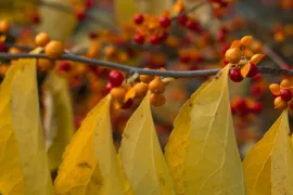 Celastrus orbiculatus