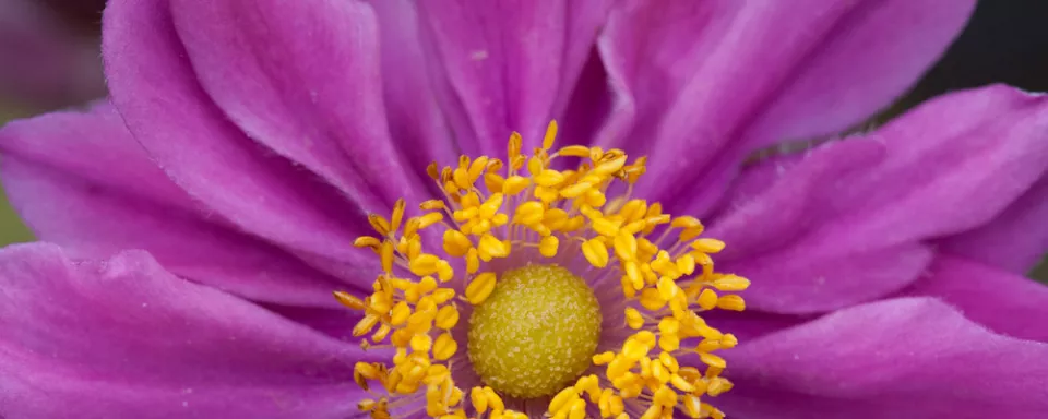 Afbeelding Anemone x hybrida ‘Bressingham Glow’