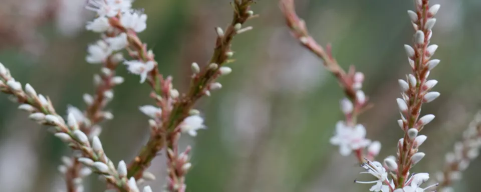 Afbeelding Persicaria amplexicaulis ‘Alba’