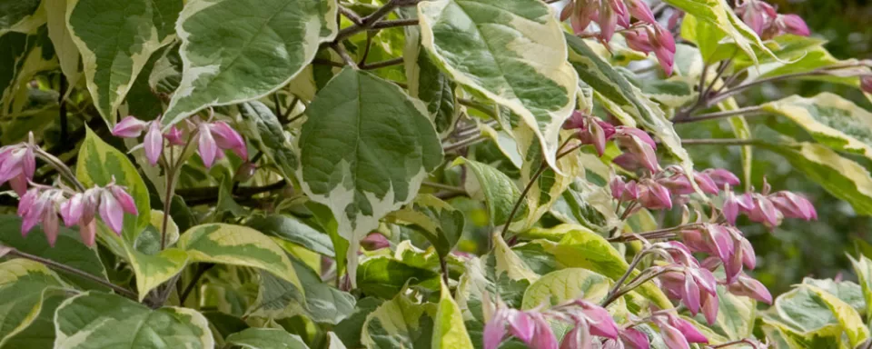 Afbeelding Clerodendrum trichotomum ‘Variegatum’