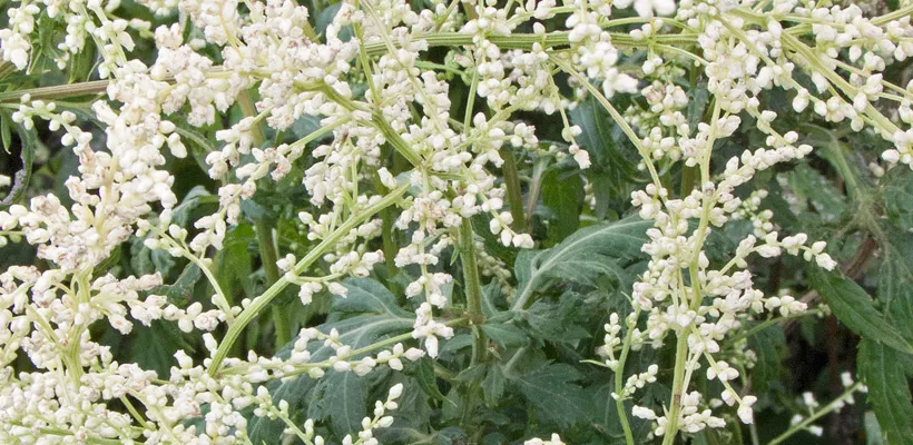 Artemisia lactiflora ‘Elfenbein’