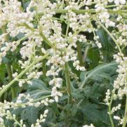 Artemisia lactiflora ‘Elfenbein’
