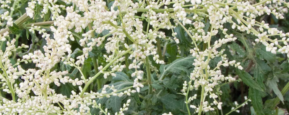 Afbeelding Artemisia lactiflora ‘Elfenbein’