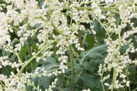 Artemisia lactiflora ‘Elfenbein’