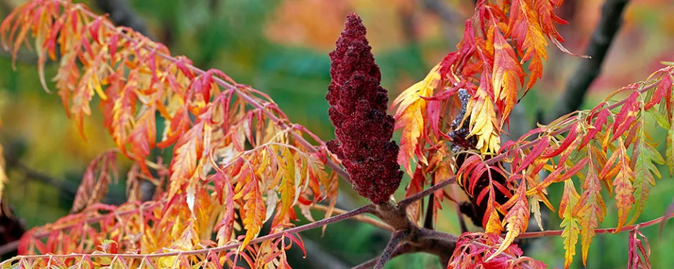 Afbeelding Rhus typhina ‘Dissecta’
